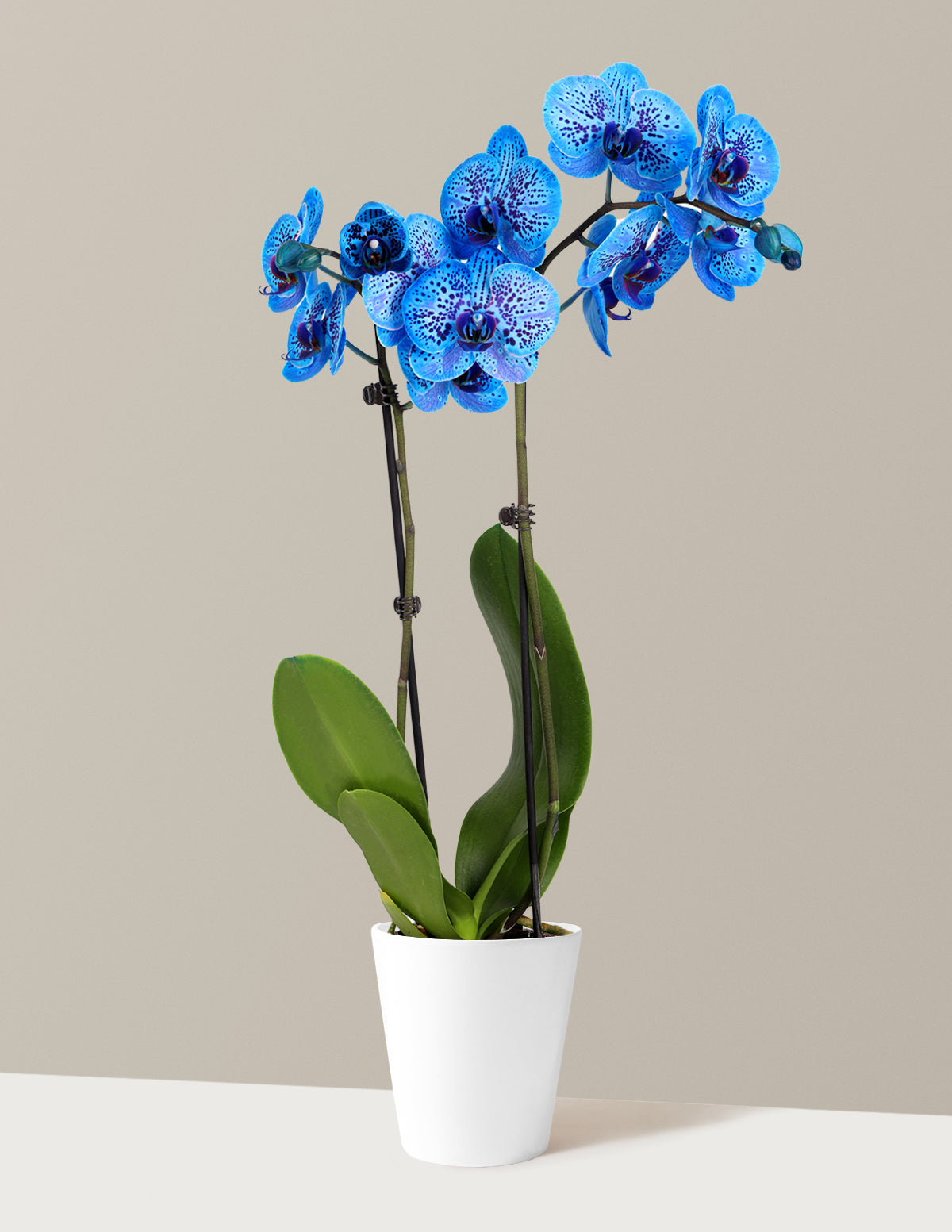 Kaleidoscope Orchid | Unique Orchids for Delivery | The Sill