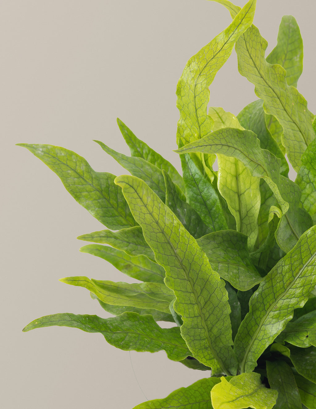 Crocodile Fern