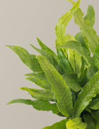 Crocodile Fern