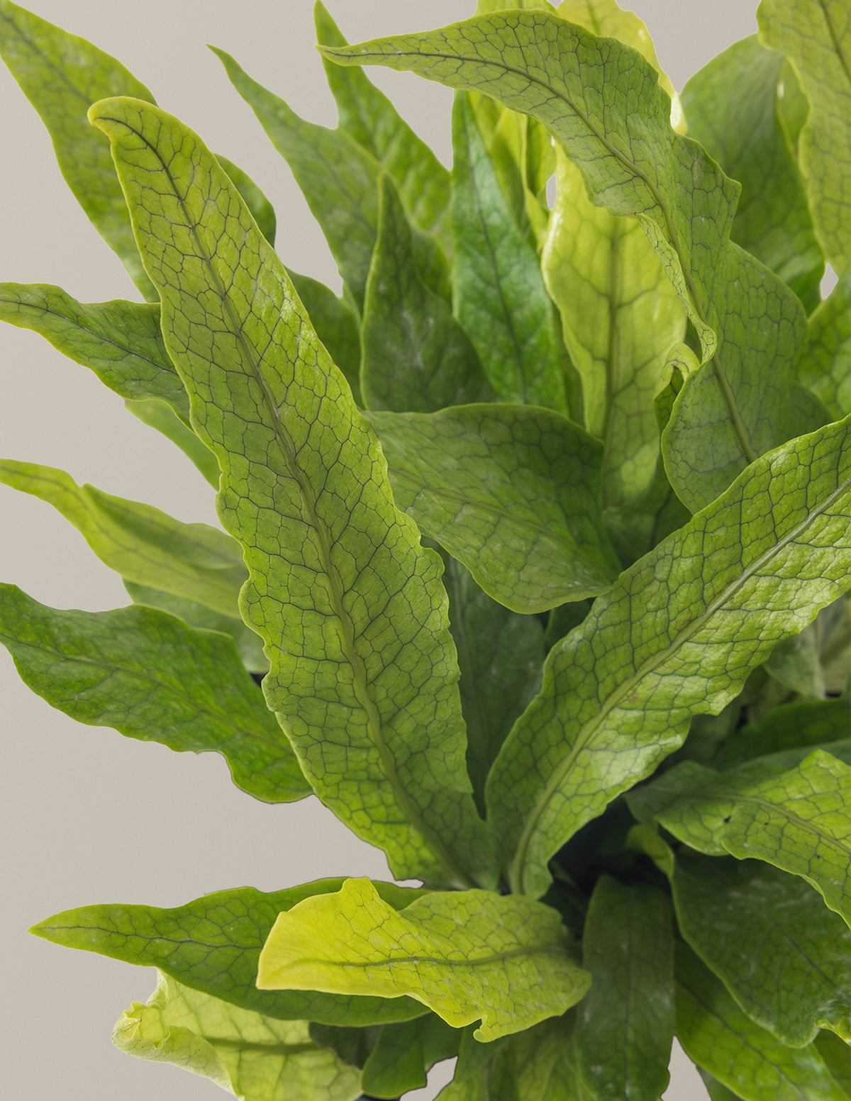 Crocodile Fern