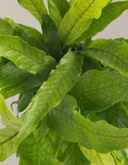 Crocodile Fern