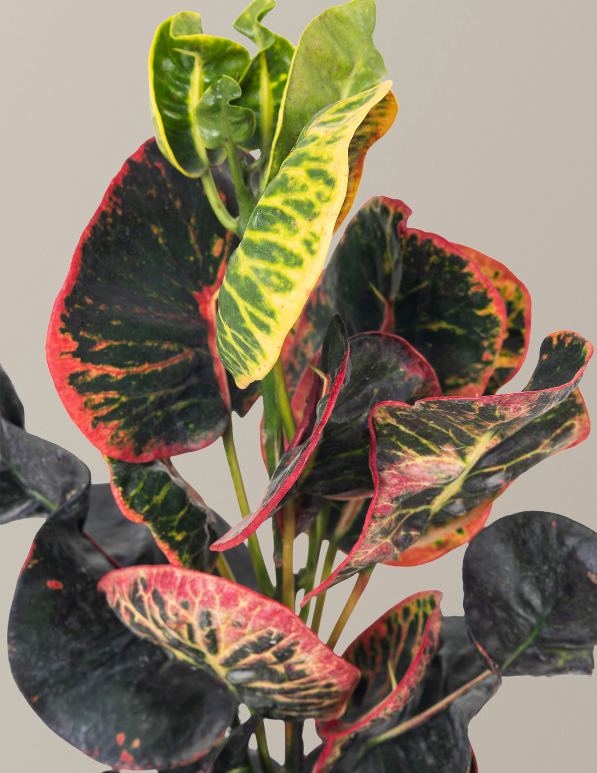 Croton Nectarine
