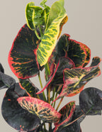 Croton Nectarine