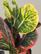 Croton Nectarine