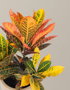 Croton Petra