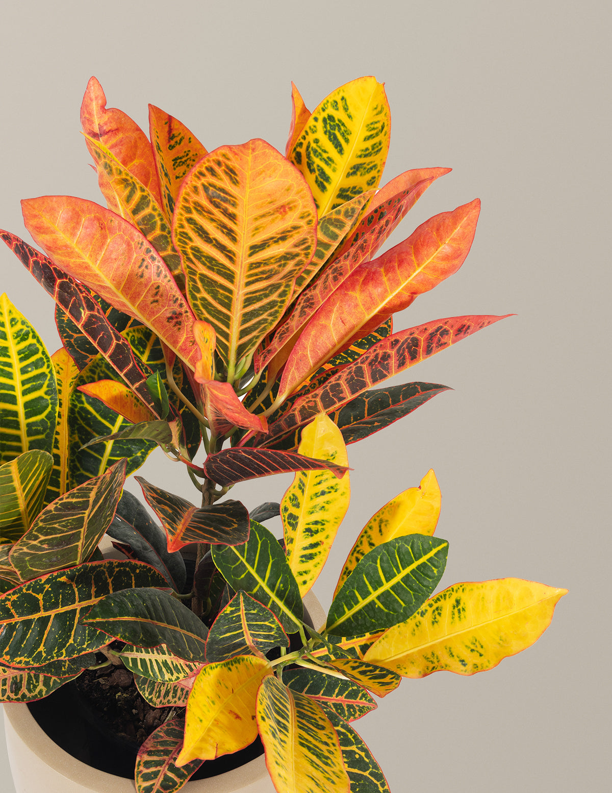 Croton Petra