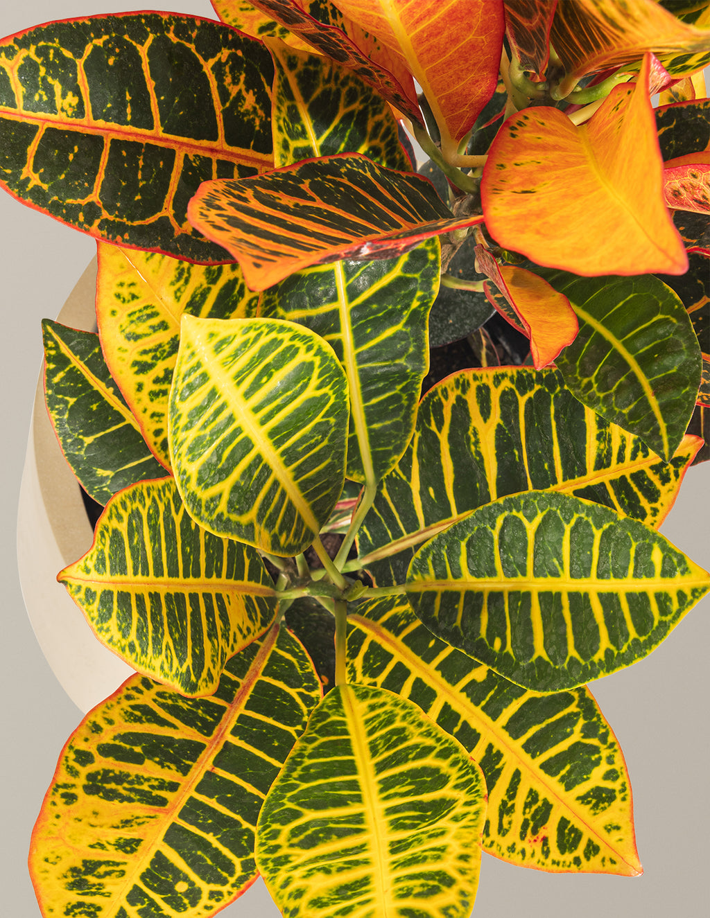 Croton Petra