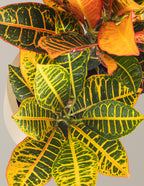 Croton Petra