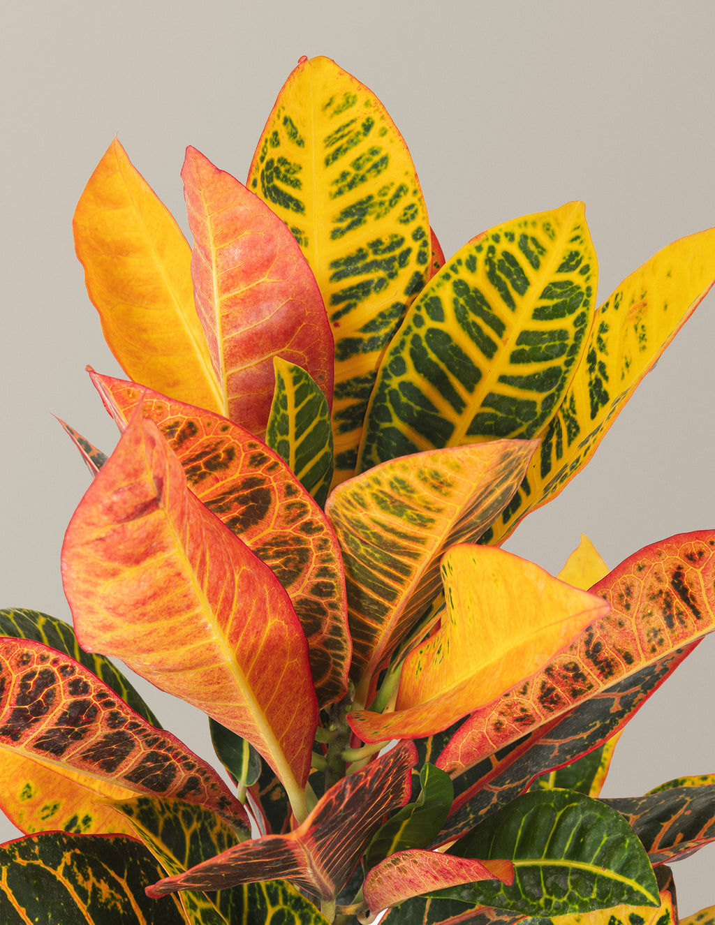 Croton Petra