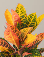 Croton Petra