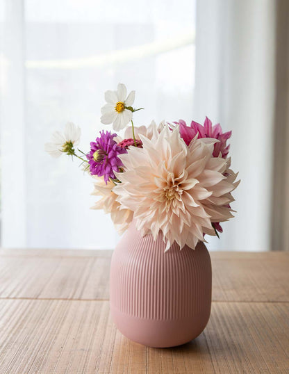 Café au Lait Dahlias