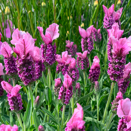 Javelin Forte™ Deep Rose Spanish Lavender
