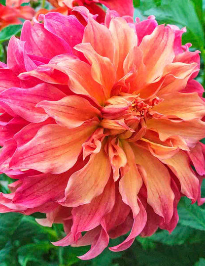 Belle of Barmera Dahlias