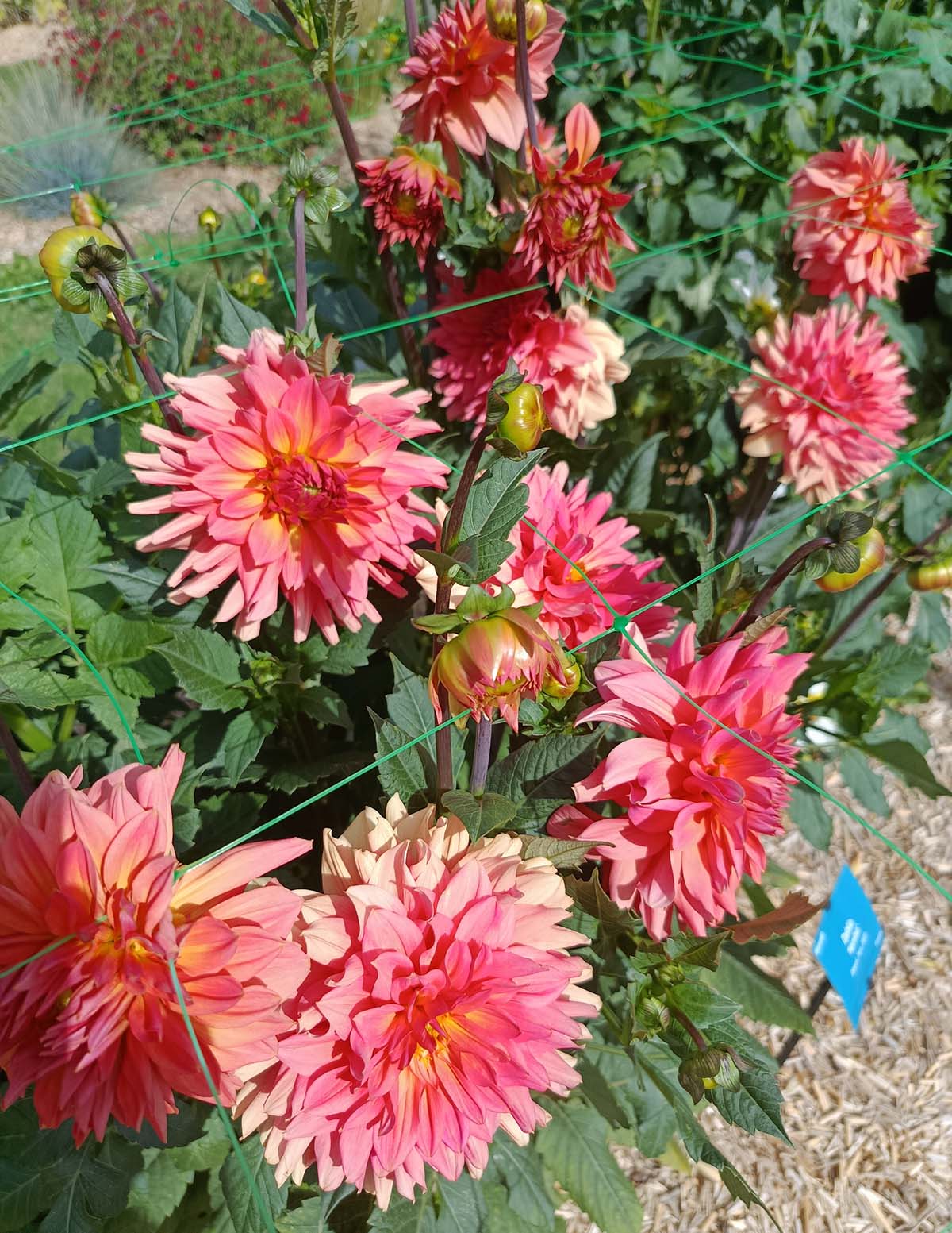 Belle of Barmera Dahlias
