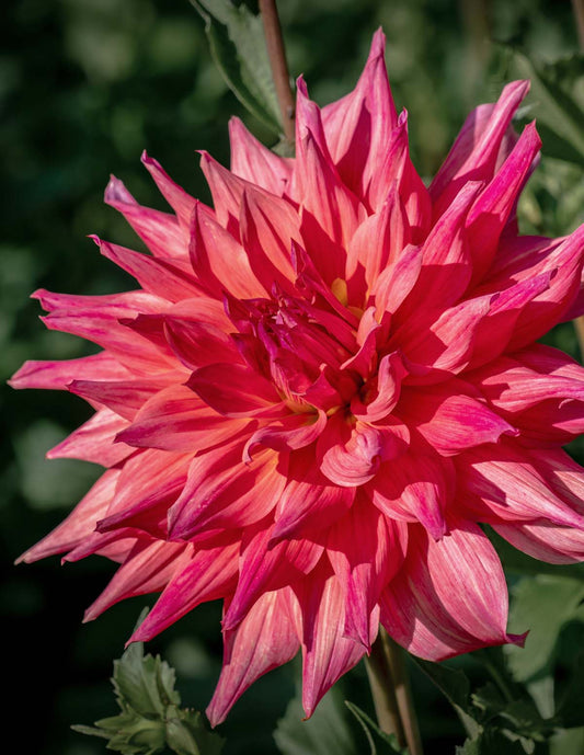 Belle of Barmera Dahlias