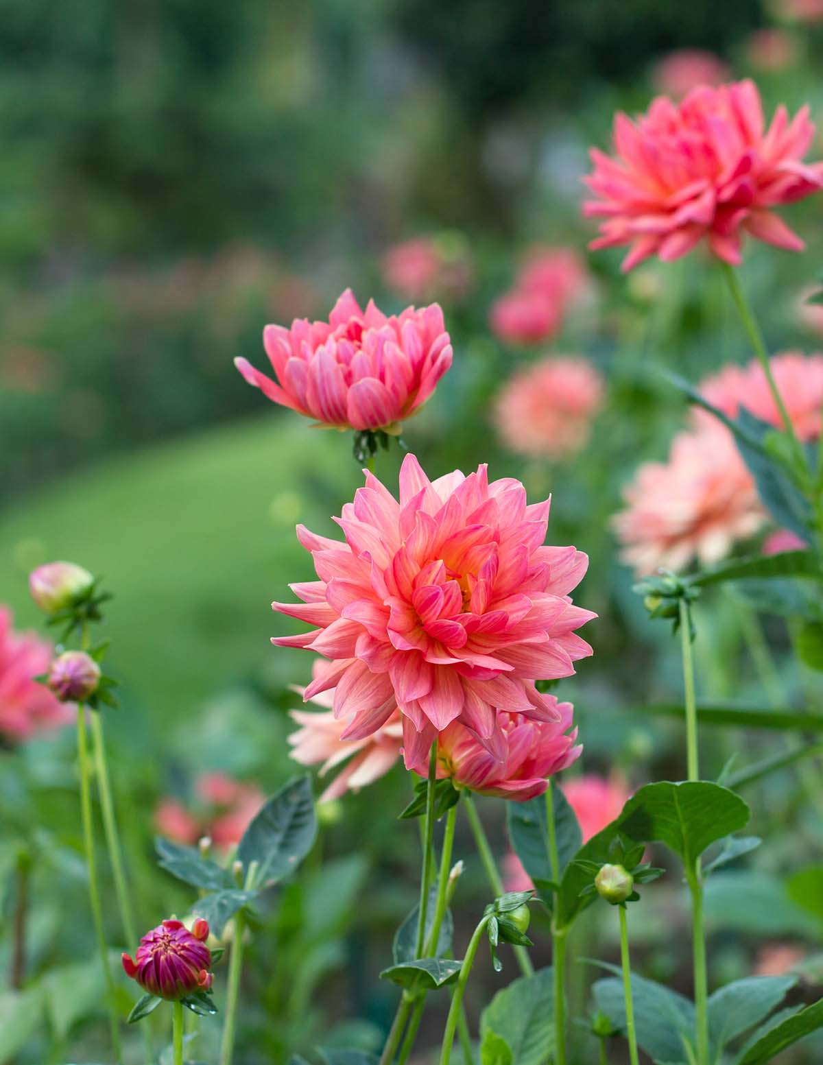 Belle of Barmera Dahlias