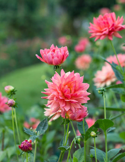 Belle of Barmera Dahlias