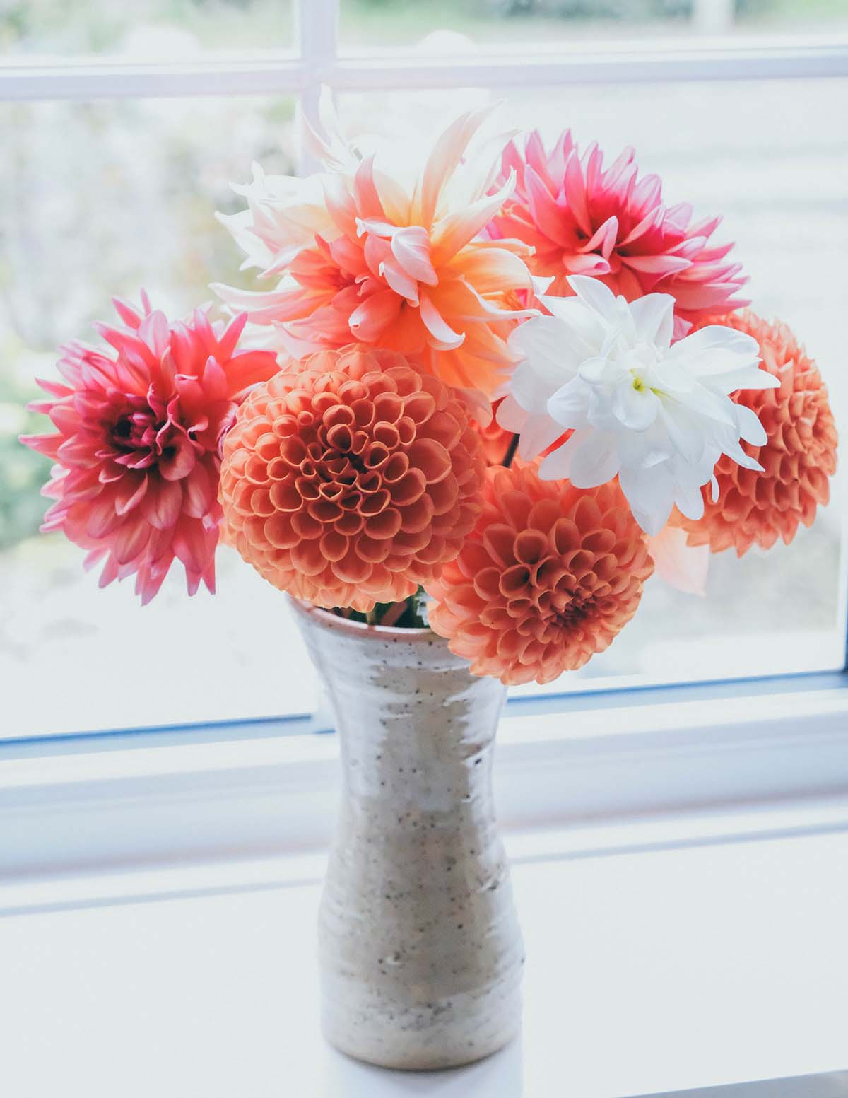 Belle of Barmera Dahlias