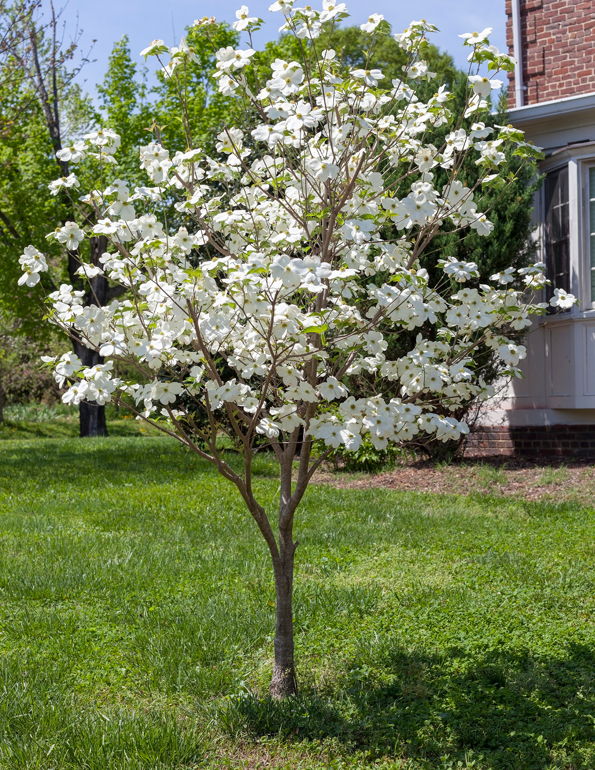 files/the-sill_DogwoodTree-WhiteFlowers_gallery-1.png