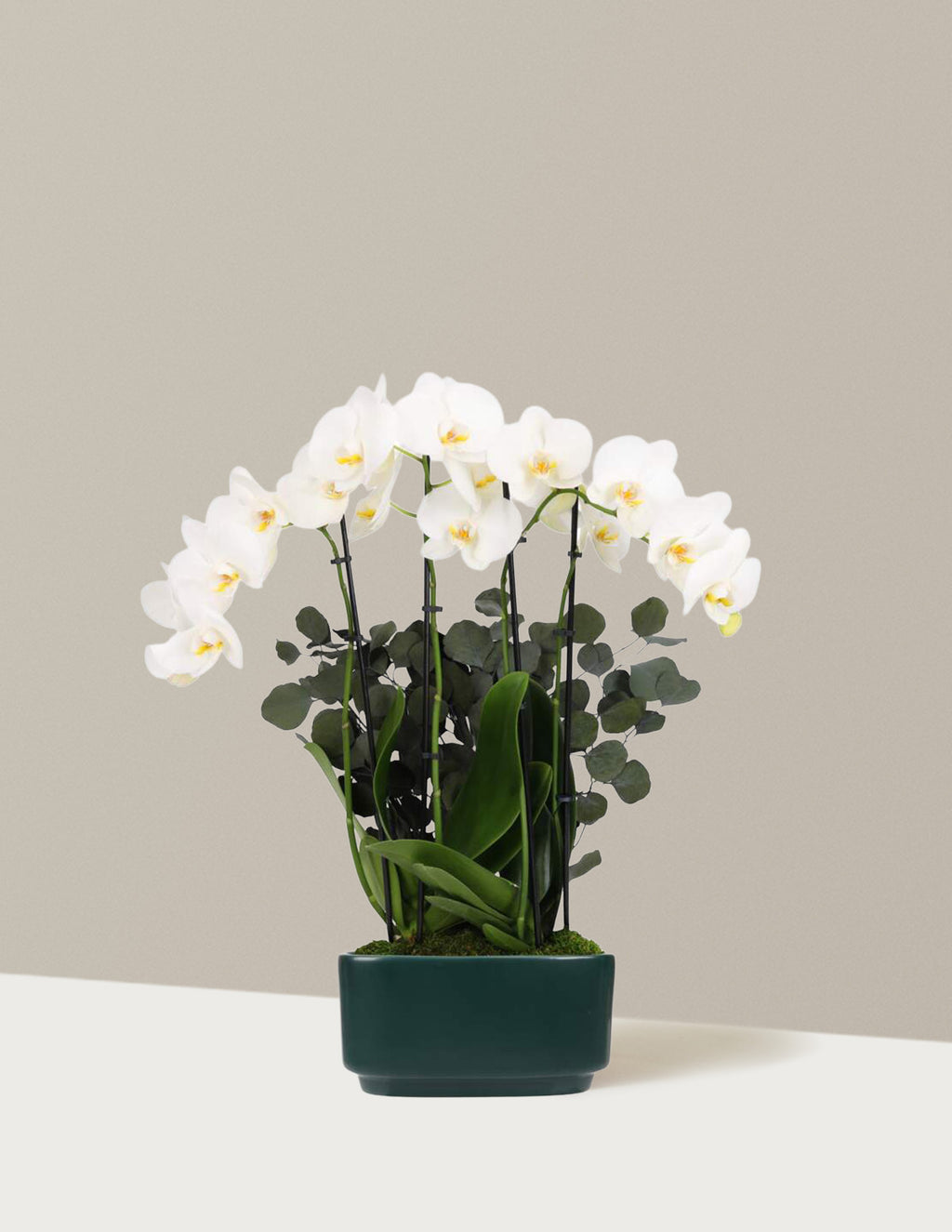 Large Double Orchid
