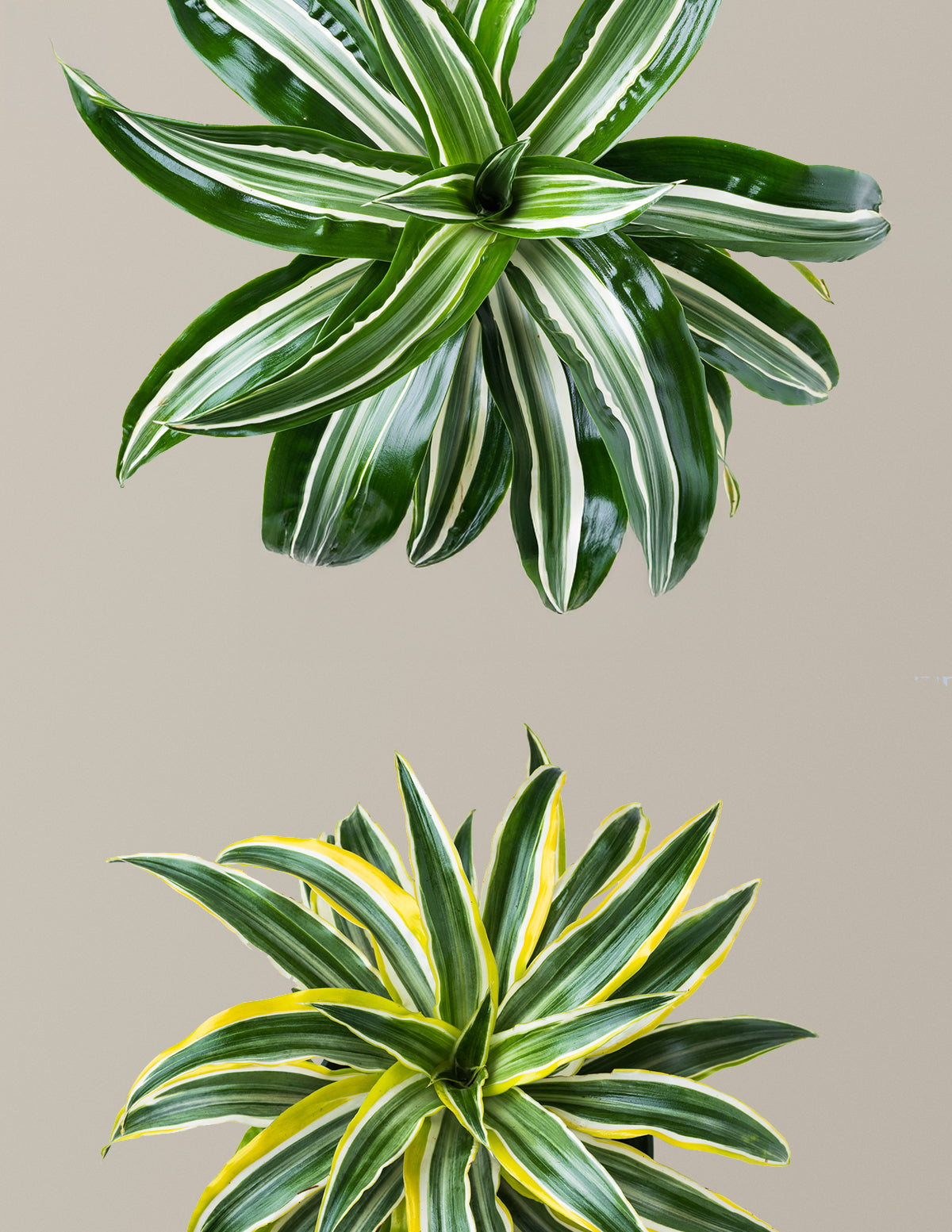 Decorative Dracaena Duo