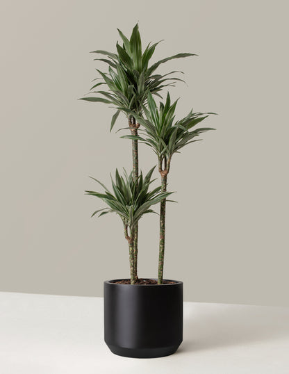 dracaena wick and grow Dracaena Warneckii (corn plant) | Large Houseplants for Delivery