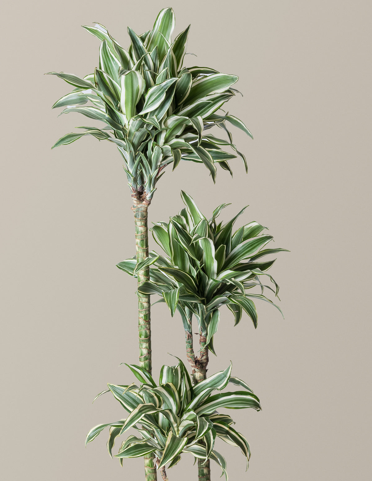 dracaena singularis Large Dracaena Warneckii White Jewel