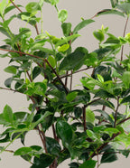 Dream Weaver Camellia