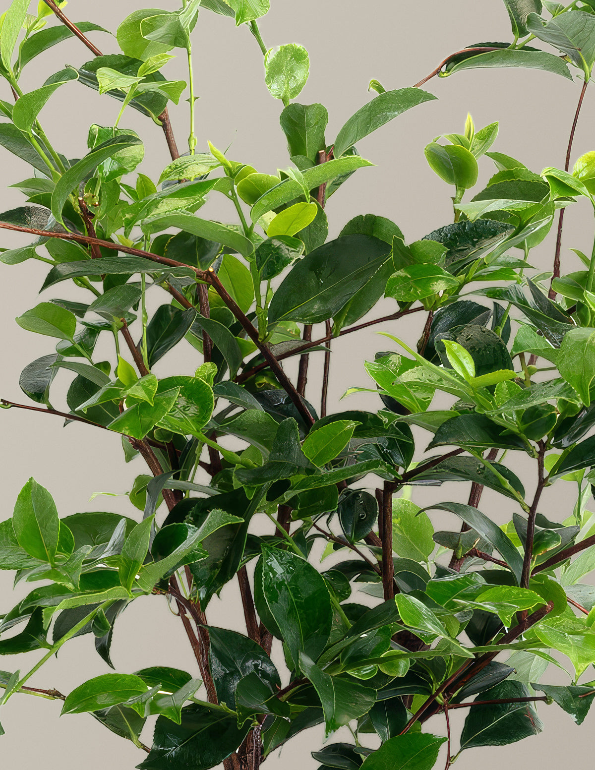 Dream Weaver Camellia