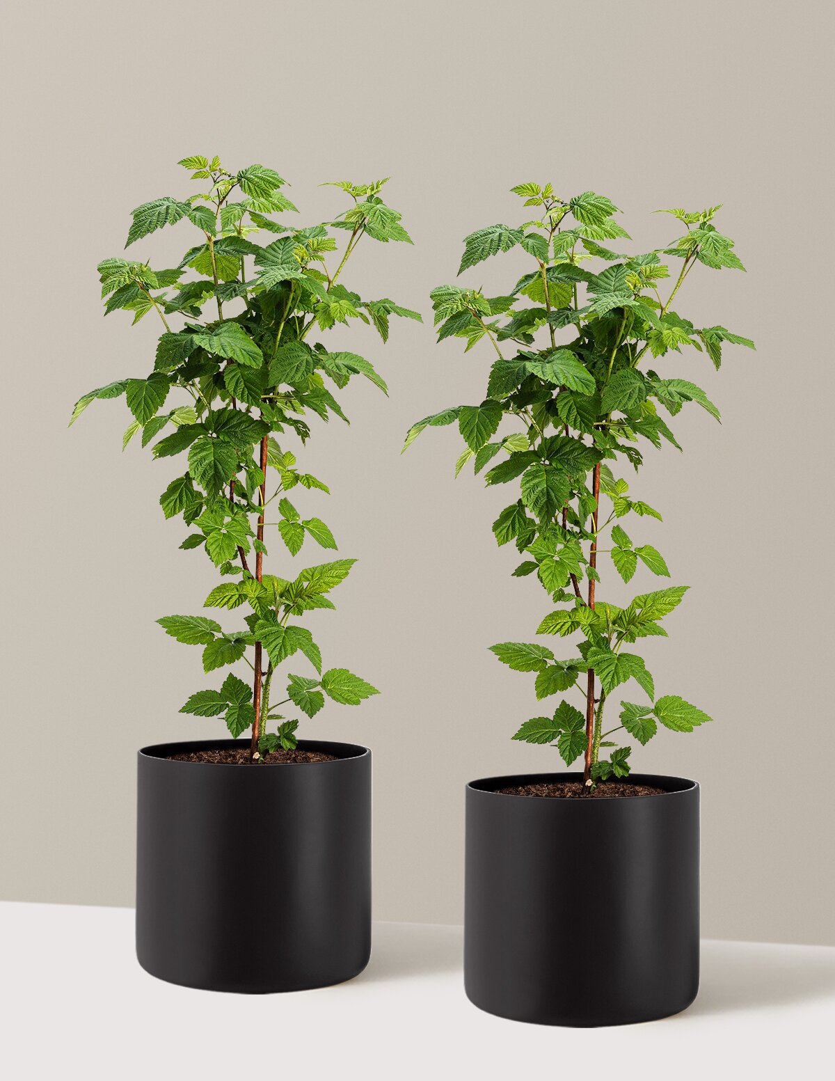 Nova Red Raspberry Plant