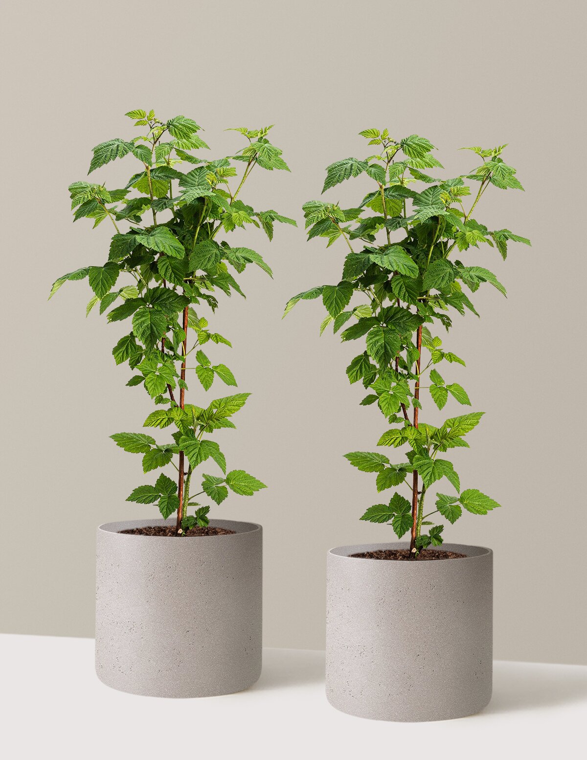 Nova Red Raspberry Plant