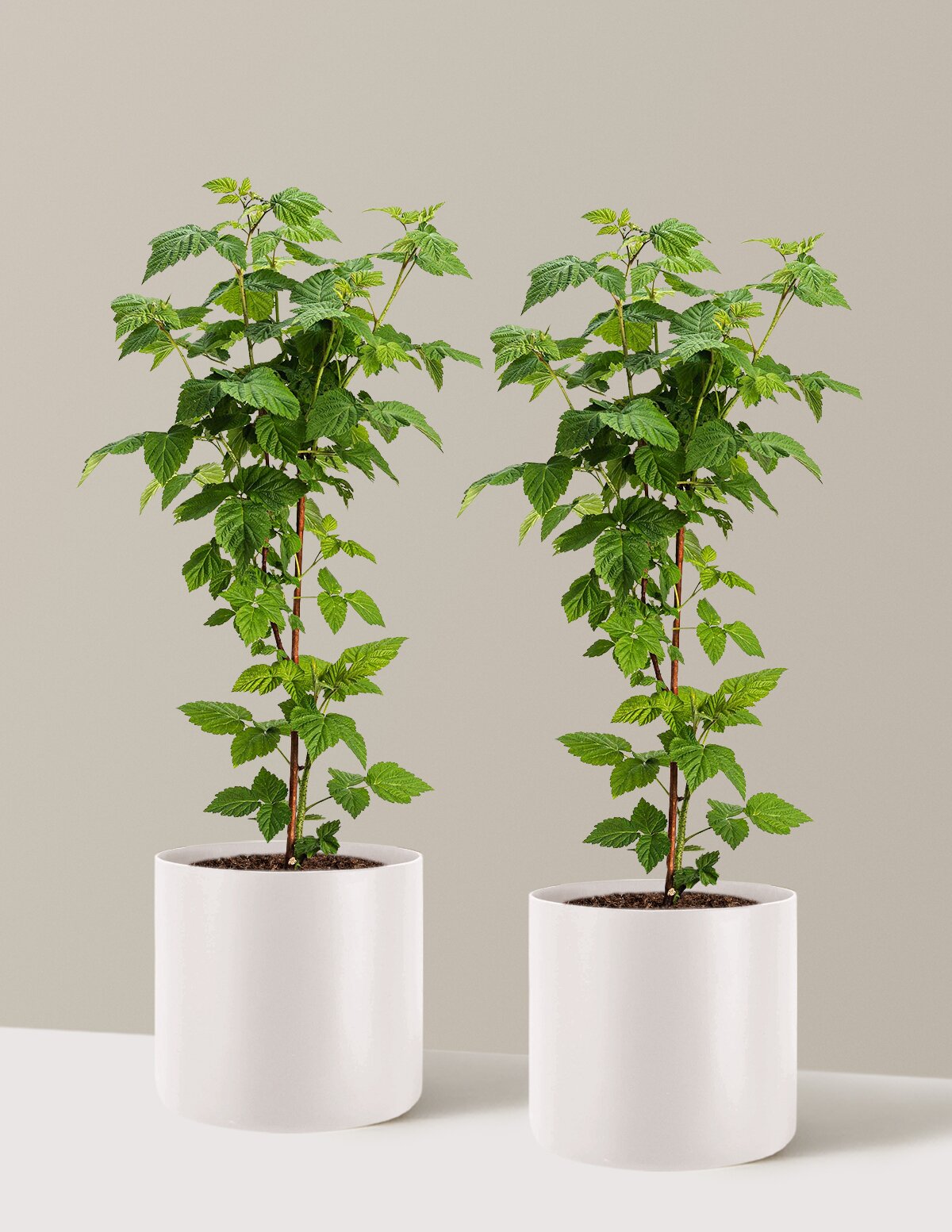 Nova Red Raspberry Plant