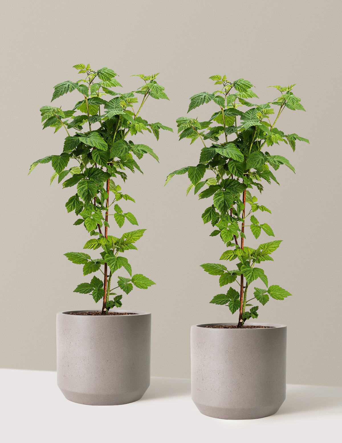 Nova Red Raspberry Plant