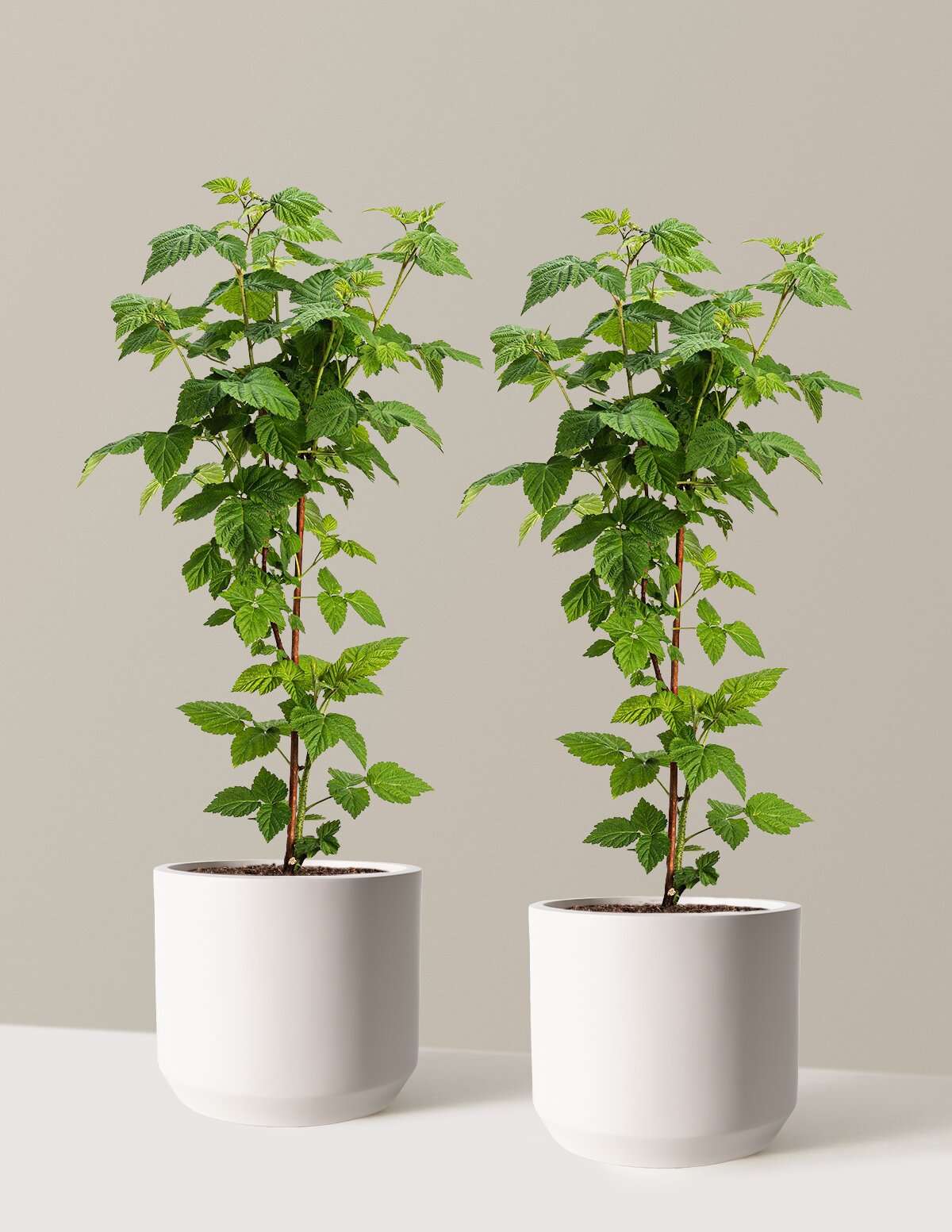 Nova Red Raspberry Plant