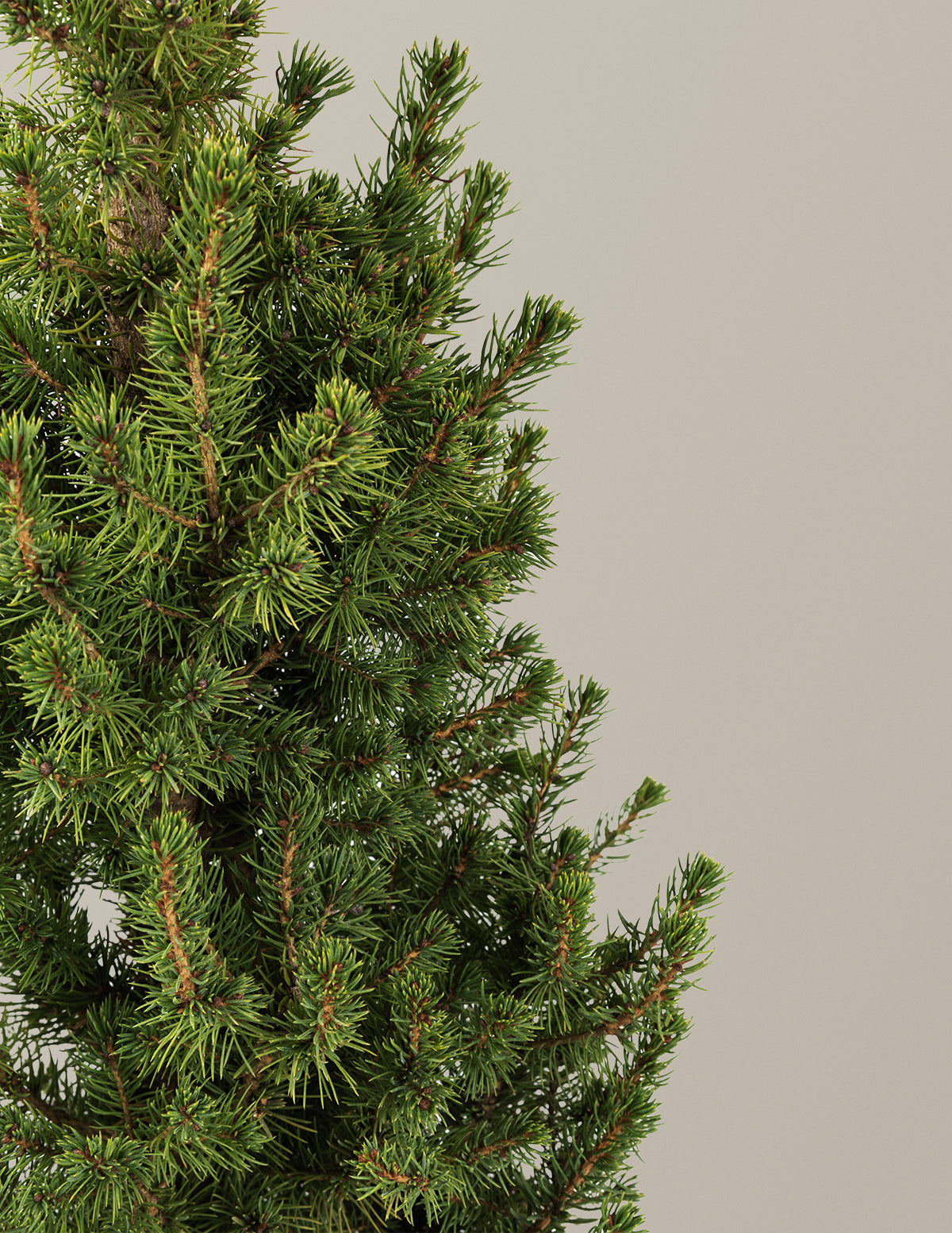 Dwarf Alberta Spruce