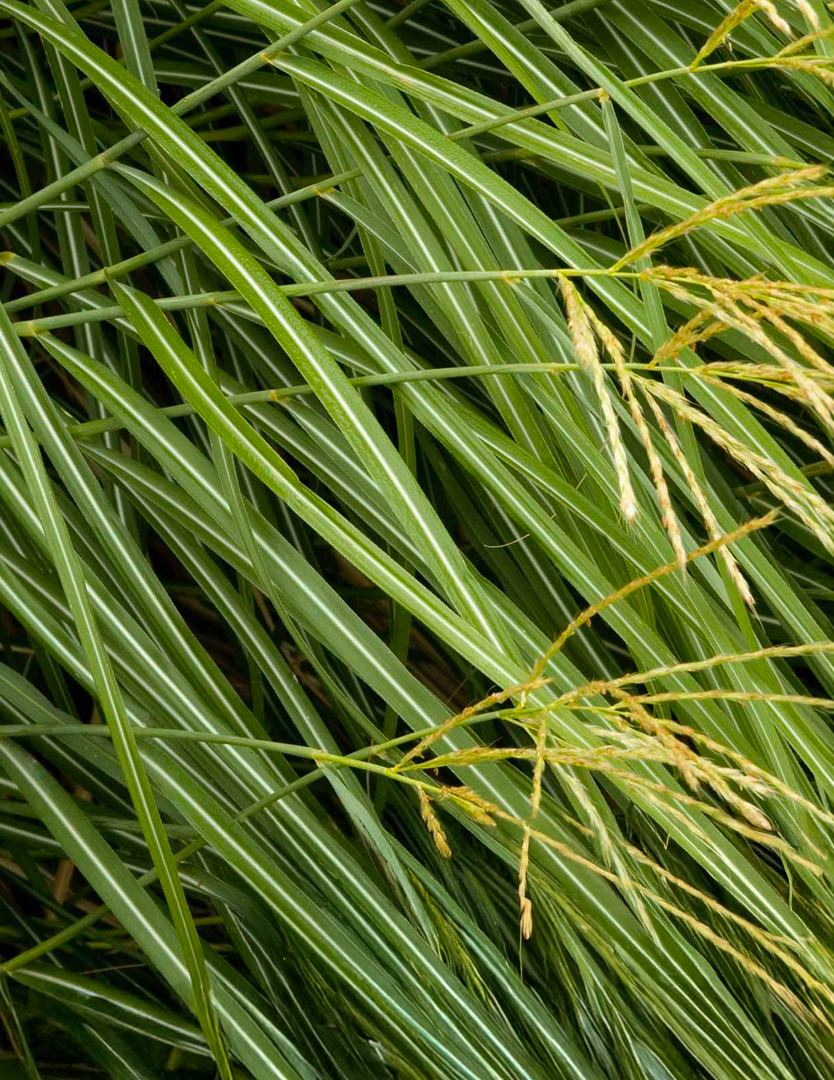 Dwarf Maiden Grass