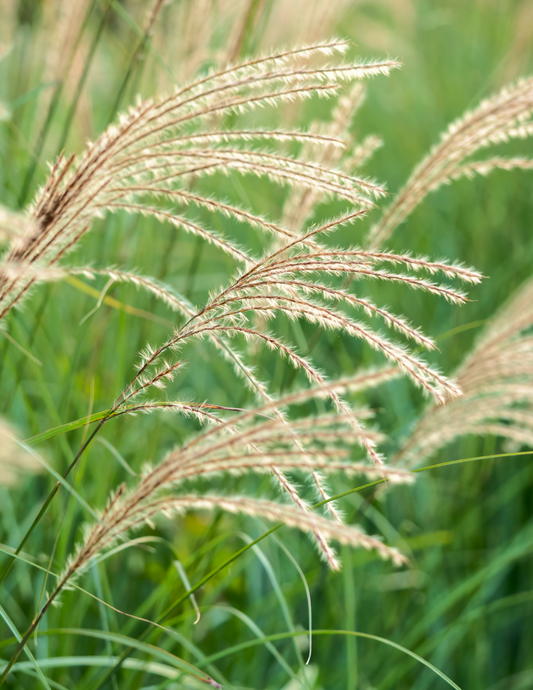 Dwarf Maiden Grass