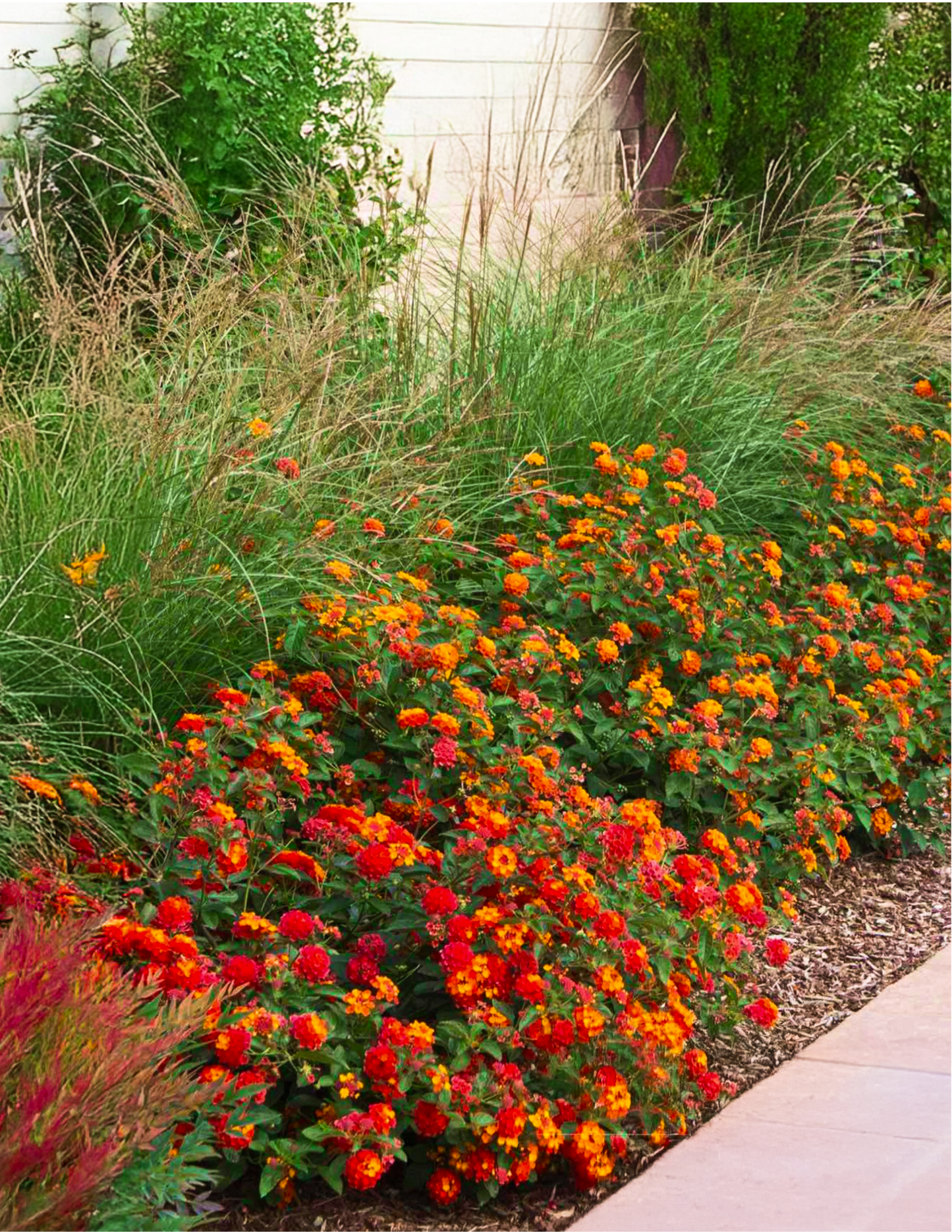 Dwarf Maiden Grass