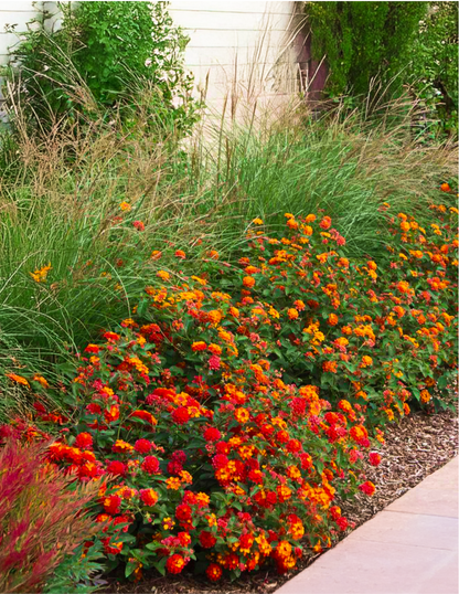 Dwarf Maiden Grass