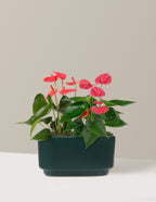 Large Double Anthurium