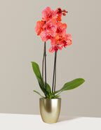 bundle | Small | Marcelle | Gold