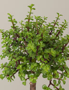 Elephant Bush Bonsai
