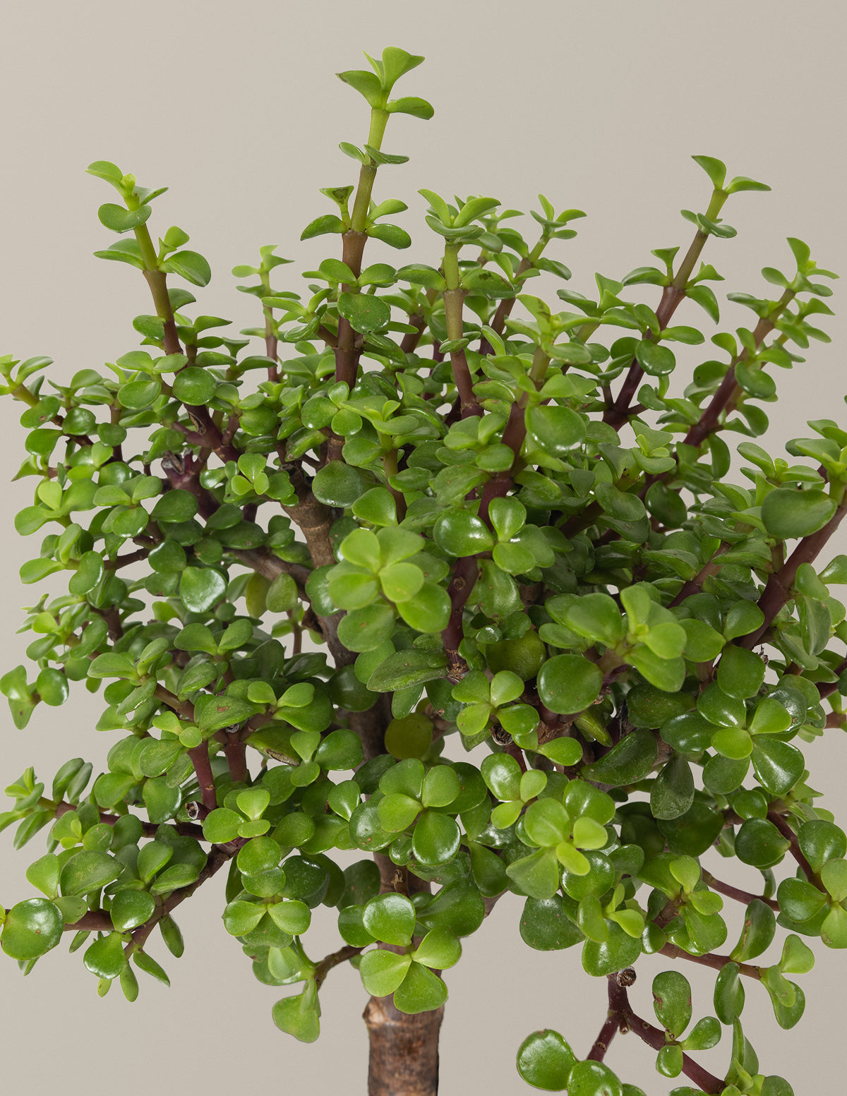 Elephant Bush Bonsai
