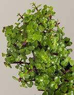 Elephant Bush Heart Bonsai
