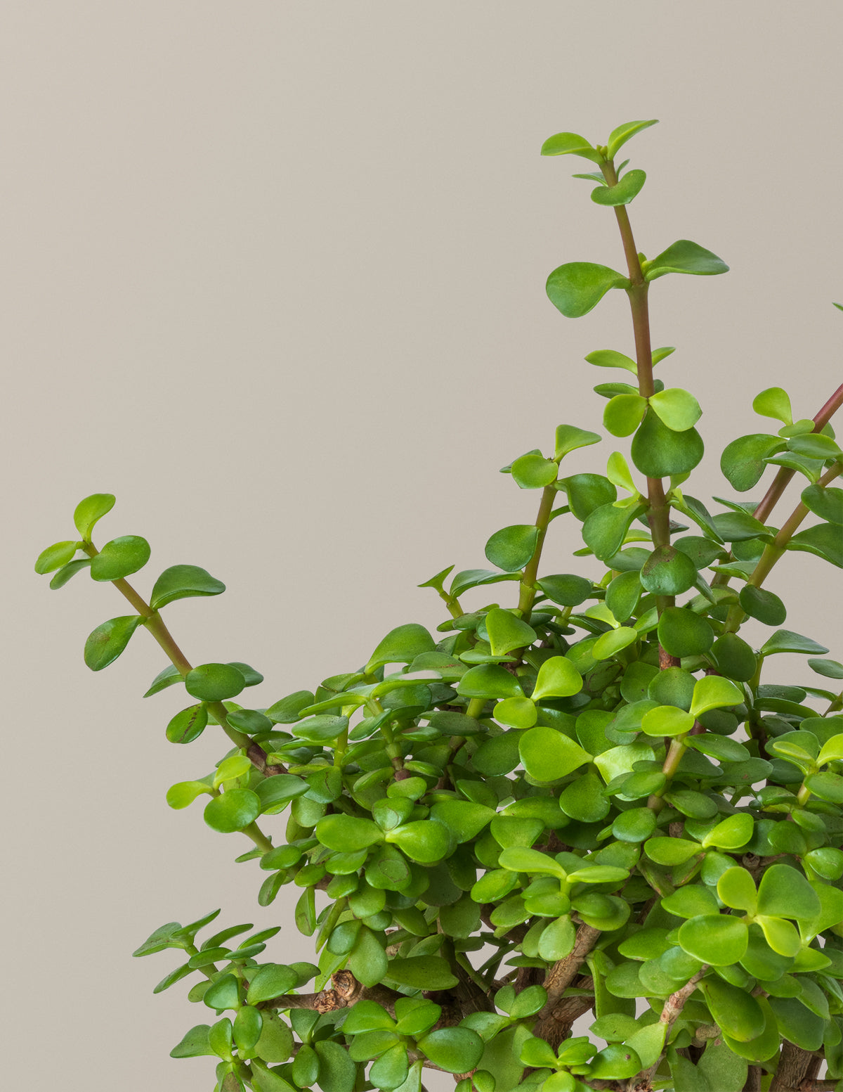 elephant jade plant Elephant Bush Prosperity Plant with Planter - Medium (6-8" tall) Black Planter