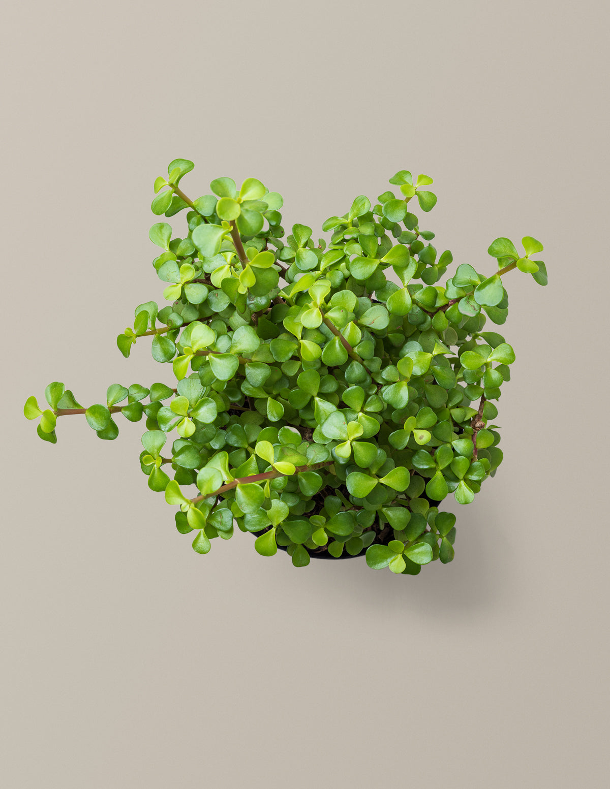 Elephant Bush Prosperity Plant