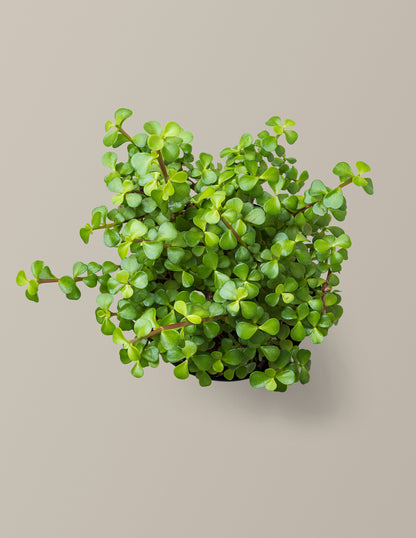 Elephant Bush Prosperity Plant