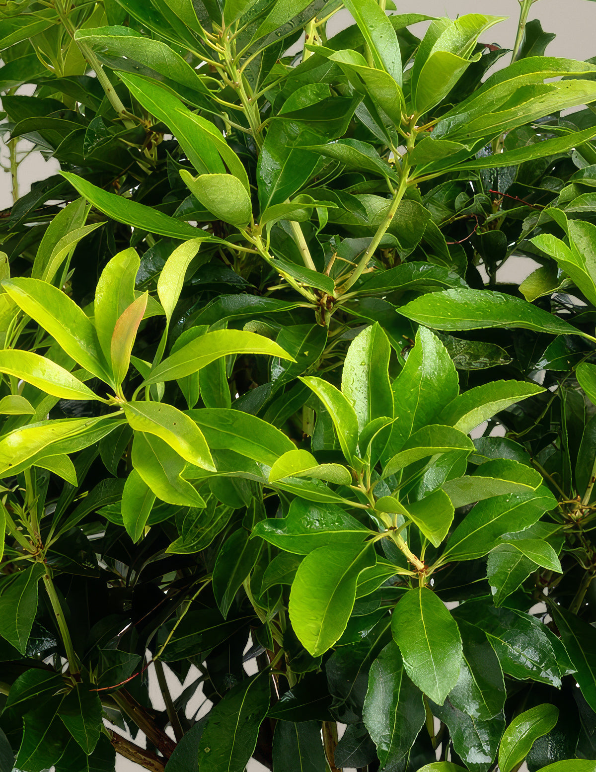 Enchanted Forest® Gay Goblin™ Pieris