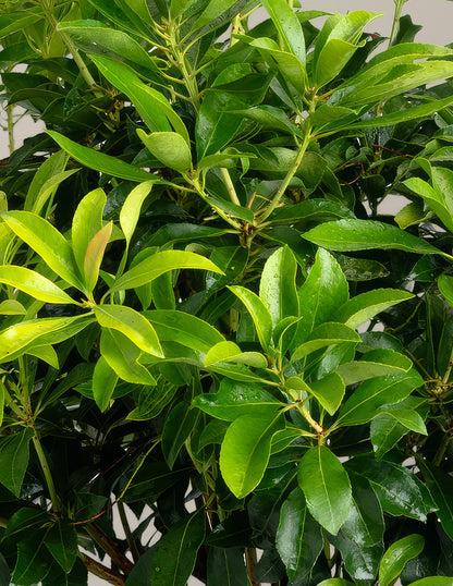 Enchanted Forest® Gay Goblin™ Pieris