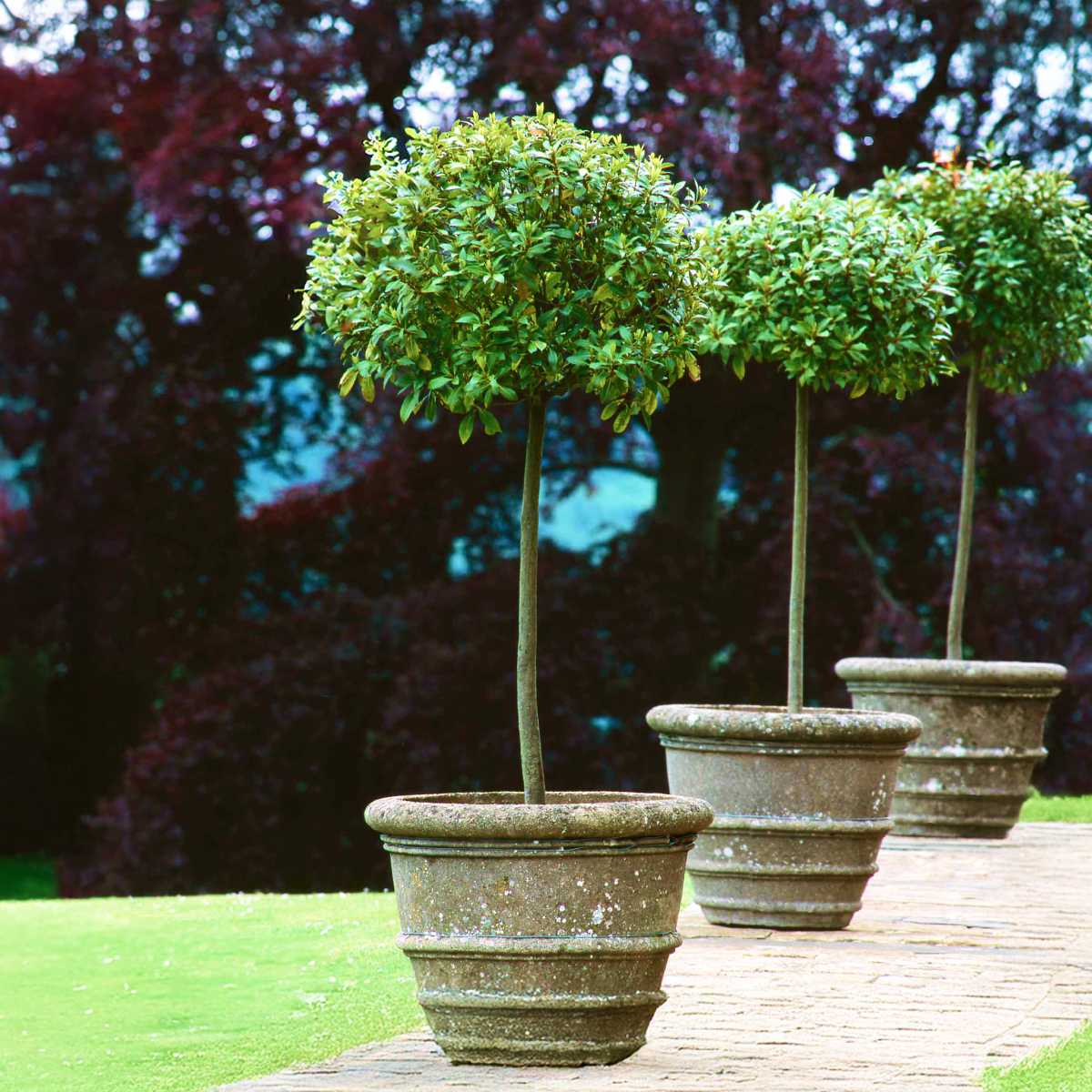English Laurel Topiary (Single Ball) with Planter | 2 Gallon | Mexia